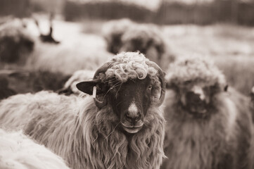 Close-up portrait of woolly ram with thick curly fleece © VSzili