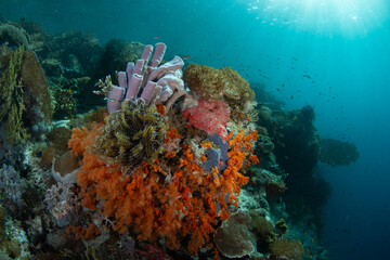 Corals, sponges, and fish flourish on a shallow coral reef in Raja Ampat, Indonesia. This tropical region is known as the heart of the Coral Triangle due to its spectacular marine biodiversity.