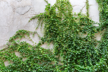 Ivy branches with green leaves climbing along roughcast wall outdoors © An-T