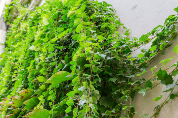Ivy branches with green leaves hanging from roughcast wall outdoors © An-T