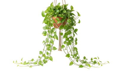 Hanging basket of green plants isolated on transparent background