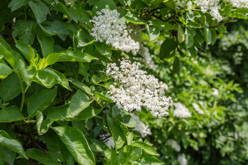 Inflorescences of elder on the bush in sunny day