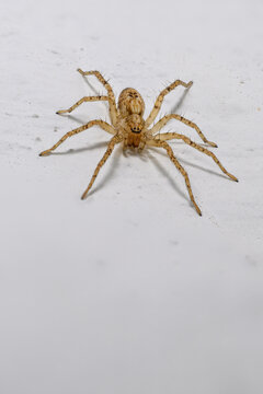 Macro view of a common house spider on a white wall.

