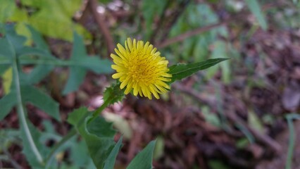 An eye-catching yellow dandelion (Taraxacum officinale) is in full bloom, its bright petals arrayed in a delicate rosette. Set against a soft b © Lucas