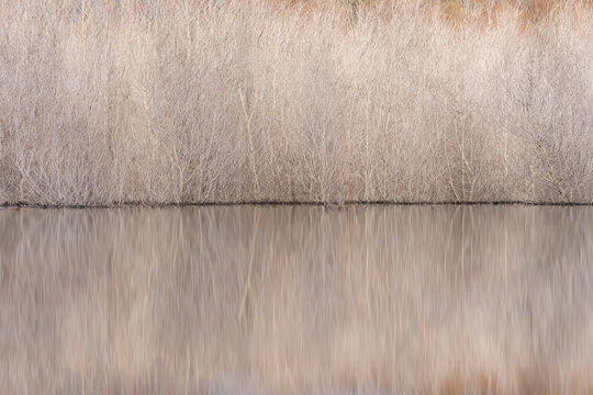 ramas con reflejo en el agua
