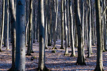 Beech Forest in Wintertime, Velky Inovec. Mountain. Landscape. Background.
