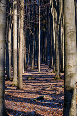 Beech Forest in Wintertime, Velky Inovec. Mountain. Landscape. Background.