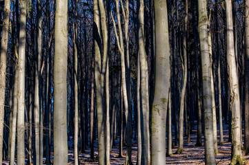 Beech Forest in Wintertime, Velky Inovec. Mountain. Landscape. Background.