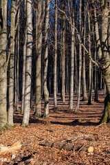 Beech Forest in Wintertime, Velky Inovec. Mountain. Landscape. Background.