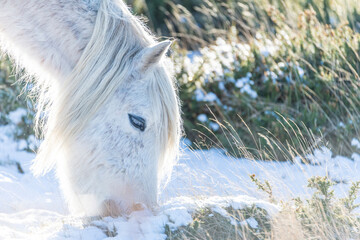 white horse grazing in the snow