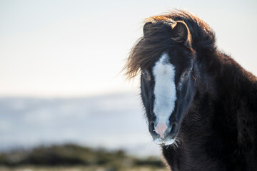 portrait of a brown horse