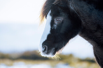 close up of a wild horse