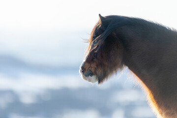wild horse in winter