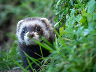 Polecat Looking Out a Snowy Grass Bank