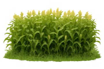 Goldenrod bush with yellow floral clusters and green foliage creating a natural meadow boundary on transparent background