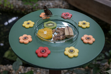 A tray with food for tropical butterflies in a butterfly house.  © lapis2380