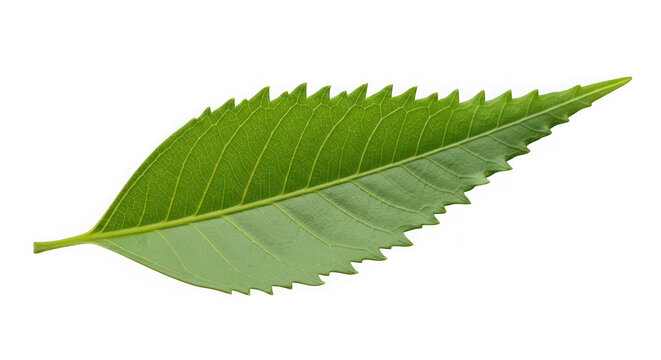 A single green leaf with serrated edges, of transparent