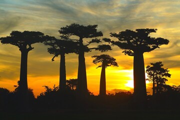 Coucher de Soleil aux pieds des Baobabs