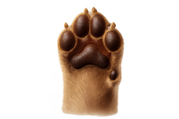 Animal paw showing brown fur, soft pads, and visible claws, pet foot isolated on transparent background