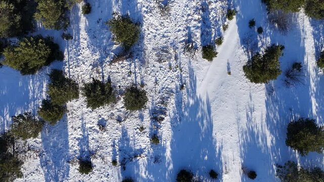 Zimowy krajobraz z drona &ndash; ośnieżony las sosnowy i pole