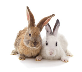 Two cute rabbits sitting together.