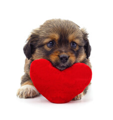 Small puppy holding a red heart.