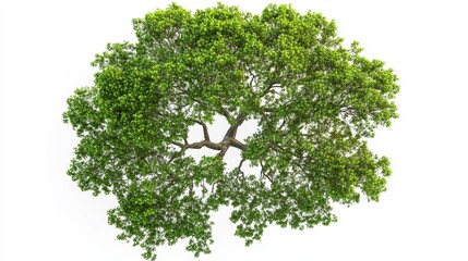 Modern tree top view on a white background suitable for landscape plans and architectural layouts for garden and environmental projects
