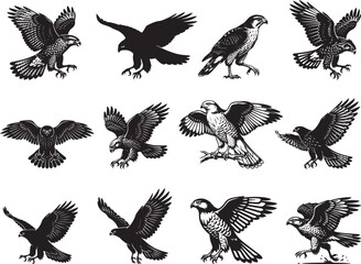 Obraz premium Goshawk Silhouette on White Background