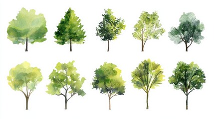 Fototapeta premium Different types of green trees created with watercolor art for use in landscape and architecture drawings during spring season