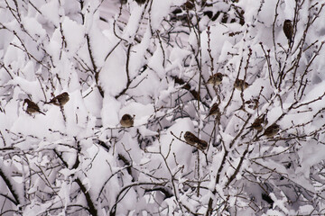 Sparrows on branches in the snow