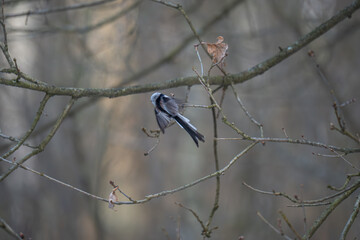 Rear View of Long-tailed Tit Perched on Bare Branch in Winter Woodland