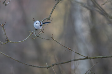 Long-tailed Tit Perched in Wide-Angle Winter Woodland Scene