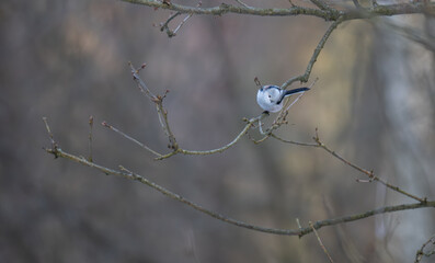 Long-tailed Tit Perched in Wide-Angle Winter Woodland Scene