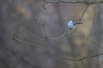 Long-tailed Tit Perched in Wide-Angle Winter Woodland Scene