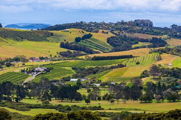 Waiheke Island Vineyards and Inland Landscape, Auckland, New Zealand