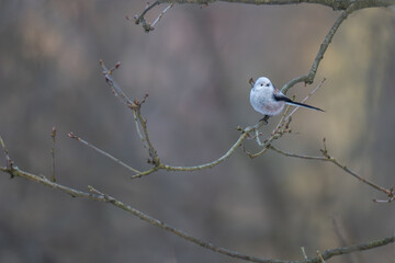 Long-tailed Tit Perched in Wide-Angle Winter Woodland Scene