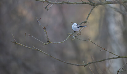Long-tailed Tit Perched in Wide-Angle Winter Woodland Scene © Krzysztof