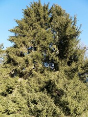 Tall ornamental tree of picea orientalis 'Aurea' (Caucasian spruce) with conical crown and dense mature glossy dark green foliage needles-shaped 
