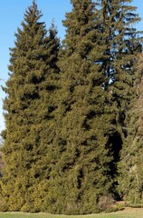 (Picea orientalis) Oriental spruce or Caucasian spruce, tall ornamental trees with pyramidal conical crowns and shoots clothed with attractive dark green leaves needles like in a residential park 
