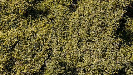 (Picea orientalis) Caucasian spruce tree in dense and compact shoots clothed with short needles, lovely dark green colored, contrasting with a profusion of  brownish mature slender cones

