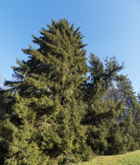Oriental or Caucasian spruce tree (Picea orientalis). Ornamental coniferous with pyramidal crown producing graceful texture of small green needles, excellent conifer for a large garden with lawn