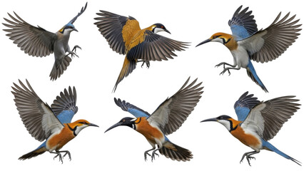 Obraz premium Six vibrant birds in flight, showcasing diverse plumage and dynamic poses against a white backdrop.