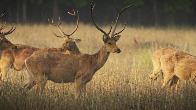 deer in the wild