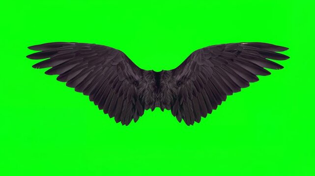 Large black wings flapping in a seamless loop. Isolated on a green screen for visual effects work.