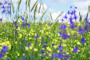 Soft focus view of young wheat field mixed with yellow and blue wildflowers under blue sky. Dreamy...