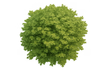 Green tree crown top view isolated on transparent background illustrating a natural landscape element for design compositions