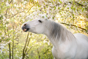 White horse in blossom garden
