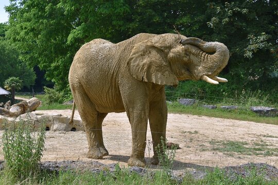 El&eacute;phant de Savane d'Afrique, Savanna Elephant, (Loxodonta africana) couvert de boue s&eacute;ch&eacute;e, &eacute;voluant dans son enclos de captivit&eacute;.