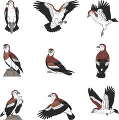 Fototapeta premium Wildlife Birds of Prey Eagle and Falcon Illustrations
