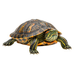 Obraz premium Turtle in Detailed View: An up-close view reveals the intricate textures and patterns of a turtle's shell, capturing the reptile's unique features, showcasing its resilience and quiet demeanor.